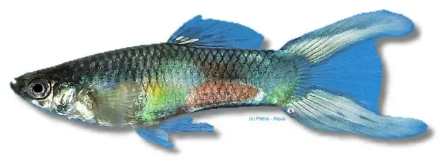 Näsets Ciklidhobby Poecilia reticulata male double sword guppy 3–4