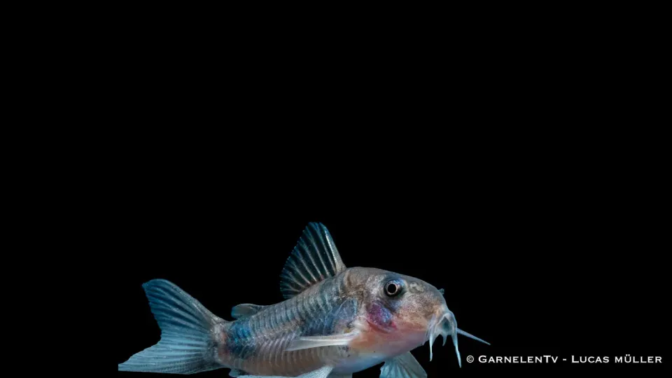 Garnelen TV Weitzmani Corydoras weitzmani pansarmal DNZ