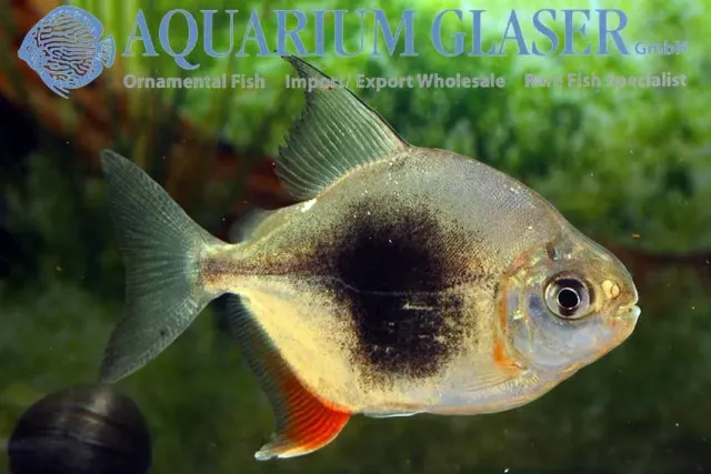 Näsets Ciklidhobby Myleus sp.LAMAX III akvariefisk 3–4 cm stim