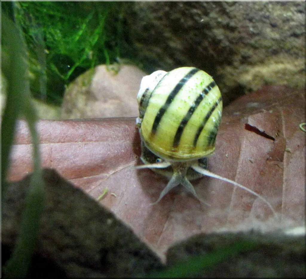 Garnelen TV Zebra äppelsnäcka Asolene spixi 3-4 cm