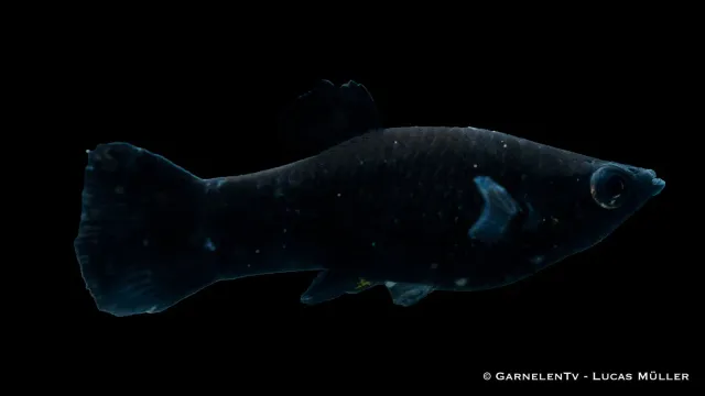 Garnelen TV Black Molly Poecilia sphenops akvariefisk svart