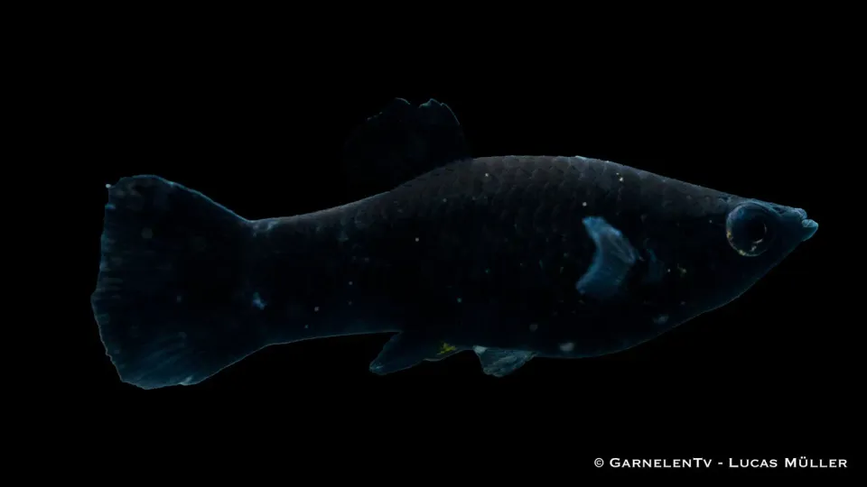 Garnelen TV Black Molly Poecilia sphenops akvariefisk svart