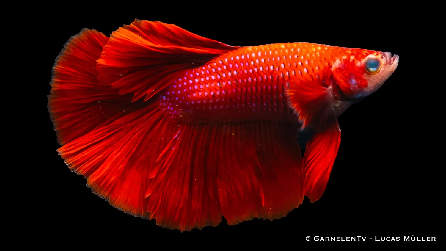 Garnelen TV Halfmoon kampfisk hane Betta splendens