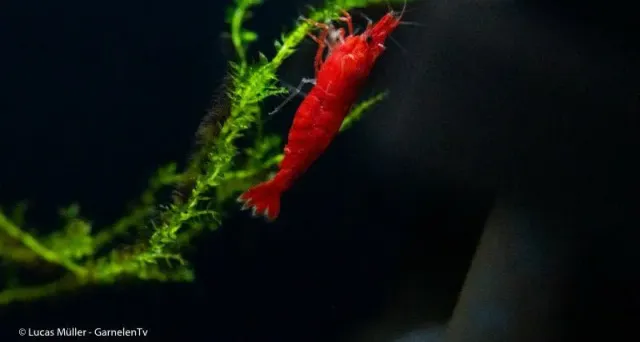 Garnelen TV Red Cherry räka Red Fire Neocaridina röd