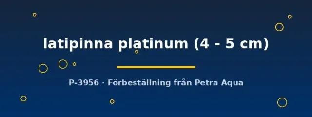 Näsets Ciklidhobby Poecilia latipinna platinum molly 4–5 cm