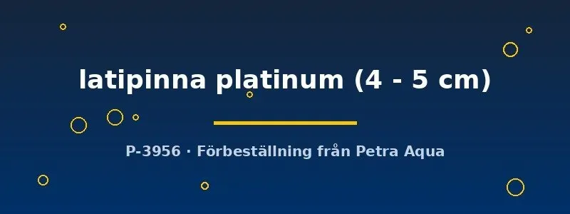 Näsets Ciklidhobby Poecilia latipinna platinum molly 4–5 cm