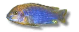Näsets Ciklidhobby Lavender mbuna ciklid 3–4 cm