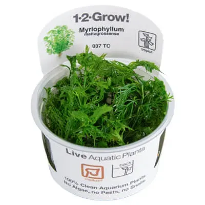 Akvarievalvet Myriophyllum mattogrossense akvarieväxt grön