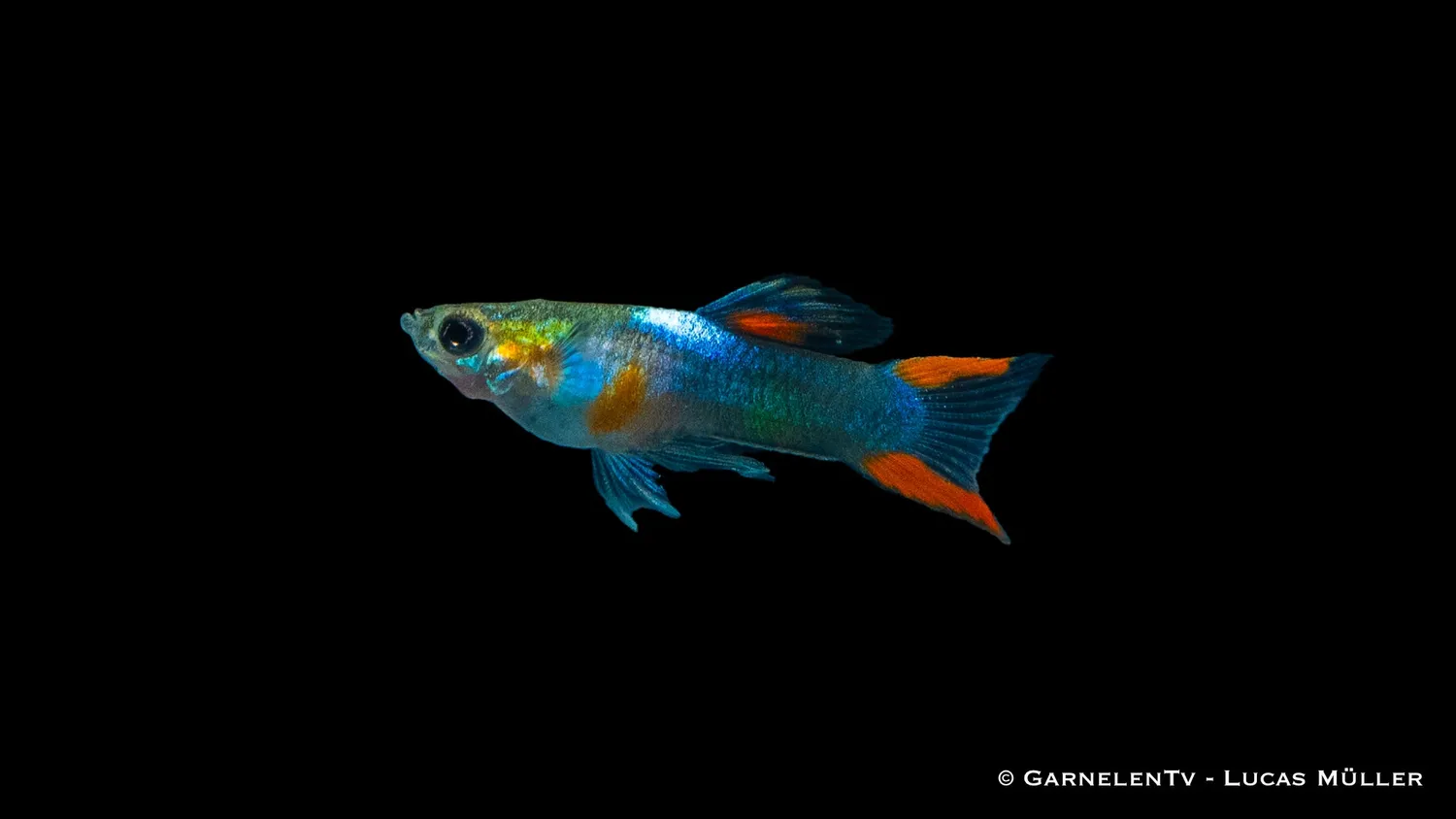 Garnelen TV Endler Black Flame Poecilia wingei hane 2-2,5 cm