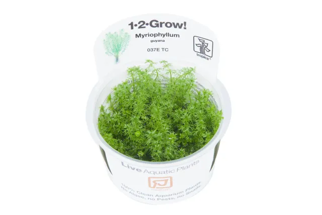 Akvarievalvet Myriophyllum Guyana akvarieväxt stjälkväxt