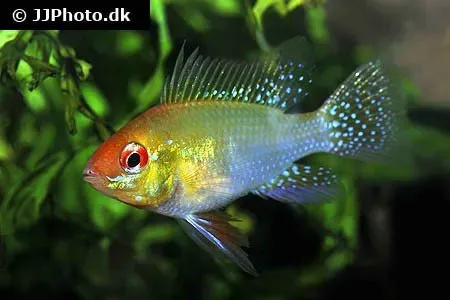 Näsets Ciklidhobby Mikrogeophagus ramirezi Gold akvariefisk 4-4,5 cm