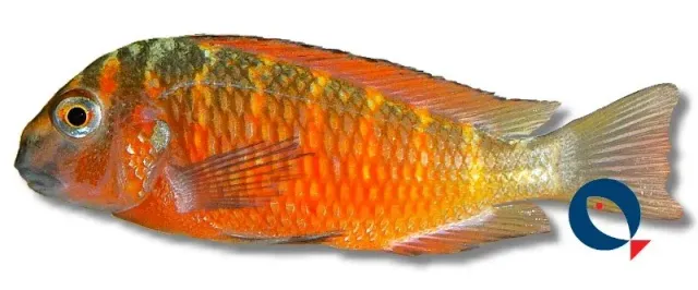 Näsets Ciklidhobby Tropheus moorii albino Fire Cracker akvariefisk 4–5 cm