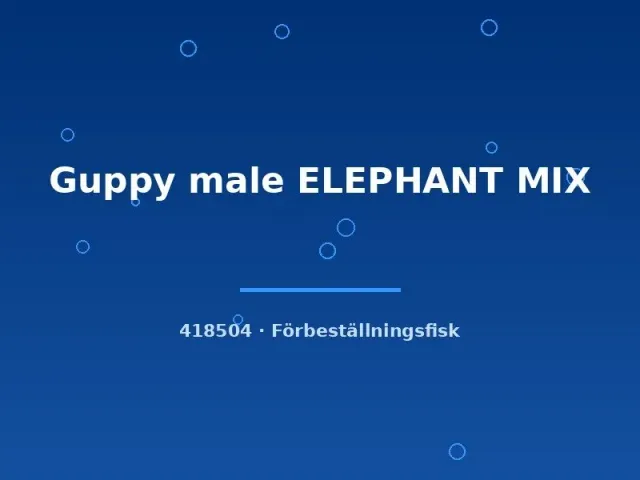 Näsets Ciklidhobby Guppy Elephant Mix hane md-lg