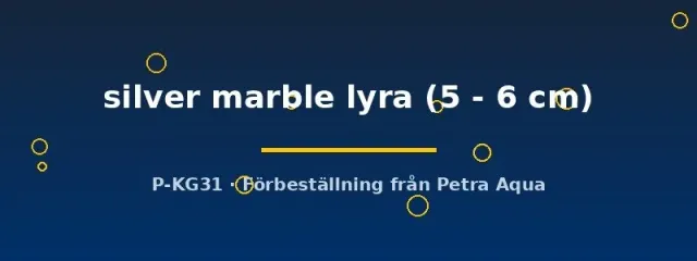 Näsets Poecilia latipinna silver marble lyra molly 5–6 cm lyrsjärt