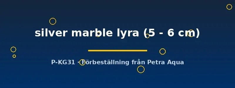 Näsets Poecilia latipinna silver marble lyra molly 5–6 cm lyrsjärt
