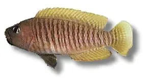 Näsets Ciklidhobby Lamprologus multifasciatus ciklid 3-4 cm