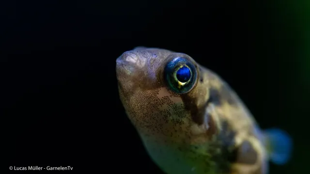 Garnelen TV Erbsenkugelfisch kulfisk 2,5 cm
