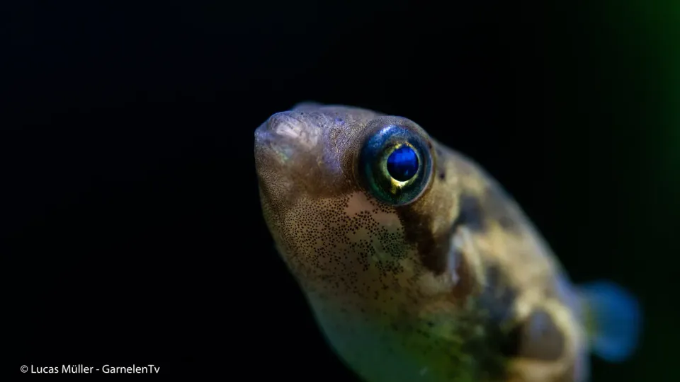 Garnelen TV Erbsenkugelfisch kulfisk 2,5 cm