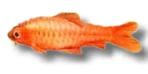 Näsets Ciklidhobby Cherry Barb akvariefisk 3,5–4 cm stimfisk