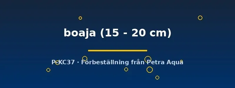 Näsets Ciklidhobby Doryichthys boaja akvariefisk 15–20 cm