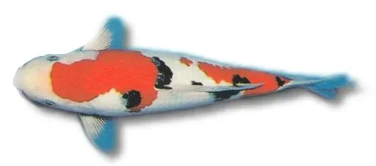 Näsets Ciklidhobby Euro Koi A Mix koi 16–18 cm dammfisk