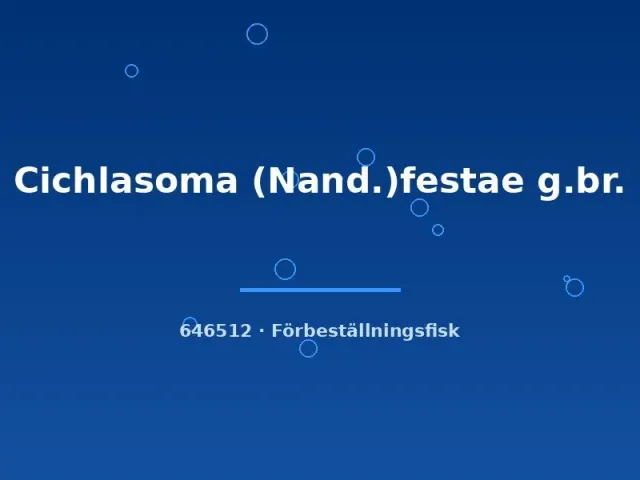 Näsets Ciklidhobby Festae Cichlasoma ciklid 4–5 cm