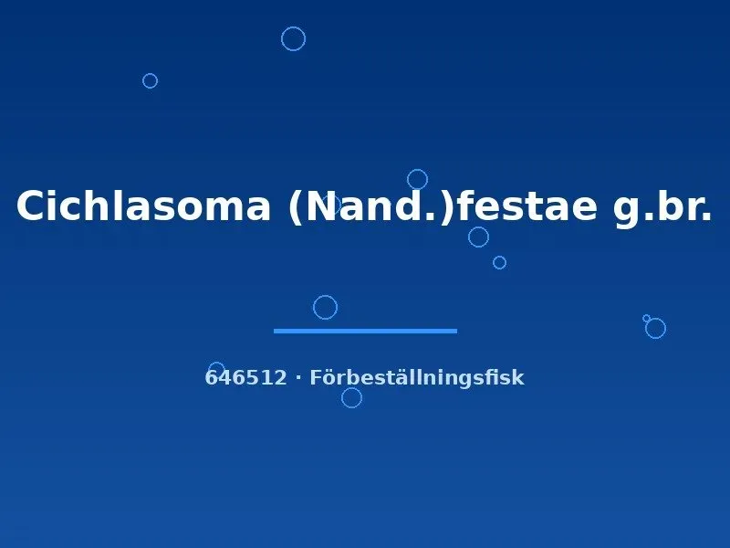 Näsets Ciklidhobby Festae Cichlasoma ciklid 4–5 cm