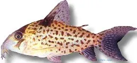 Näsets Ciklidhobby Corydoras leucomelas pansarmal 3–3,5 cm
