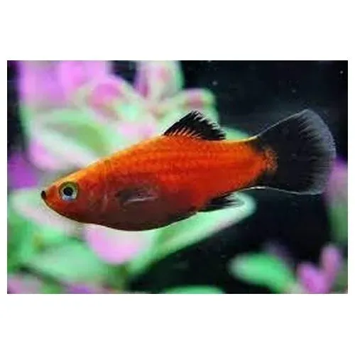 Näsets Röd Wagtail Platy akvariefisk Xiphophorus tålig