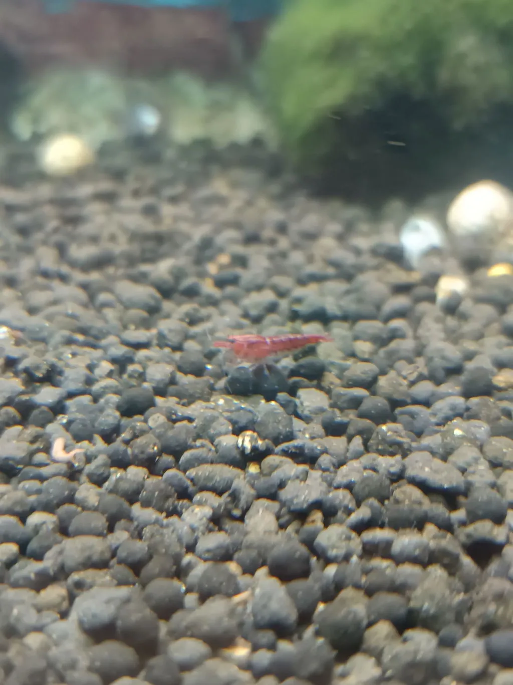 Garnelen TV Red Cherry räka Red Fire Neocaridina röd