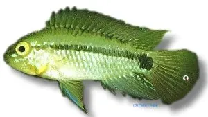 Näsets Ciklidhobby Corumba dvärgciklid Apistogramma XL