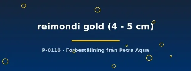 Näsets Aulonocara reimondi gold ciklid 4–5 cm gul