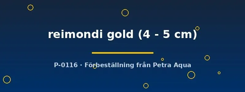 Näsets Aulonocara reimondi gold ciklid 4–5 cm gul