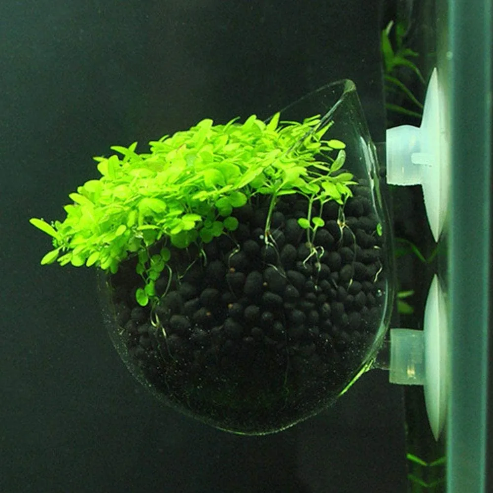 Garnelen TV glaskopp växtskål akvarium 7 cm sugkopp