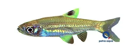 Näsets Ciklidhobby Rasbora dorsiocellata akvariefisk 1–1,5 cm
