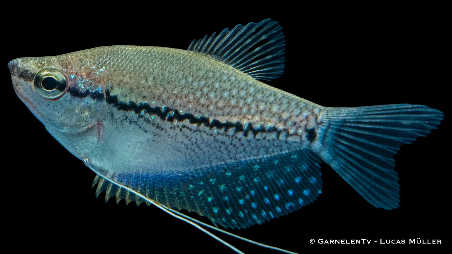 Garnelen TV Trichogaster Leeri mosaikgurami