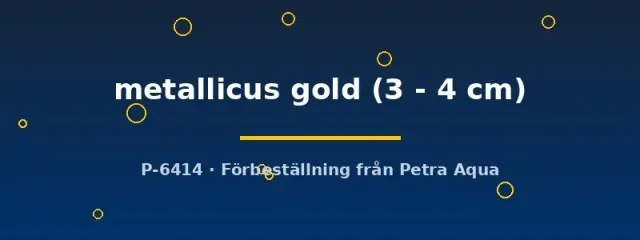 Näsets Girardinus metallicus gold levandefödare 3-4 cm