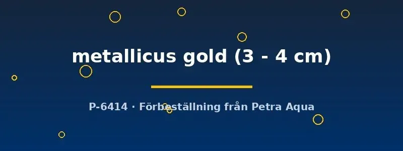 Näsets Girardinus metallicus gold levandefödare 3-4 cm