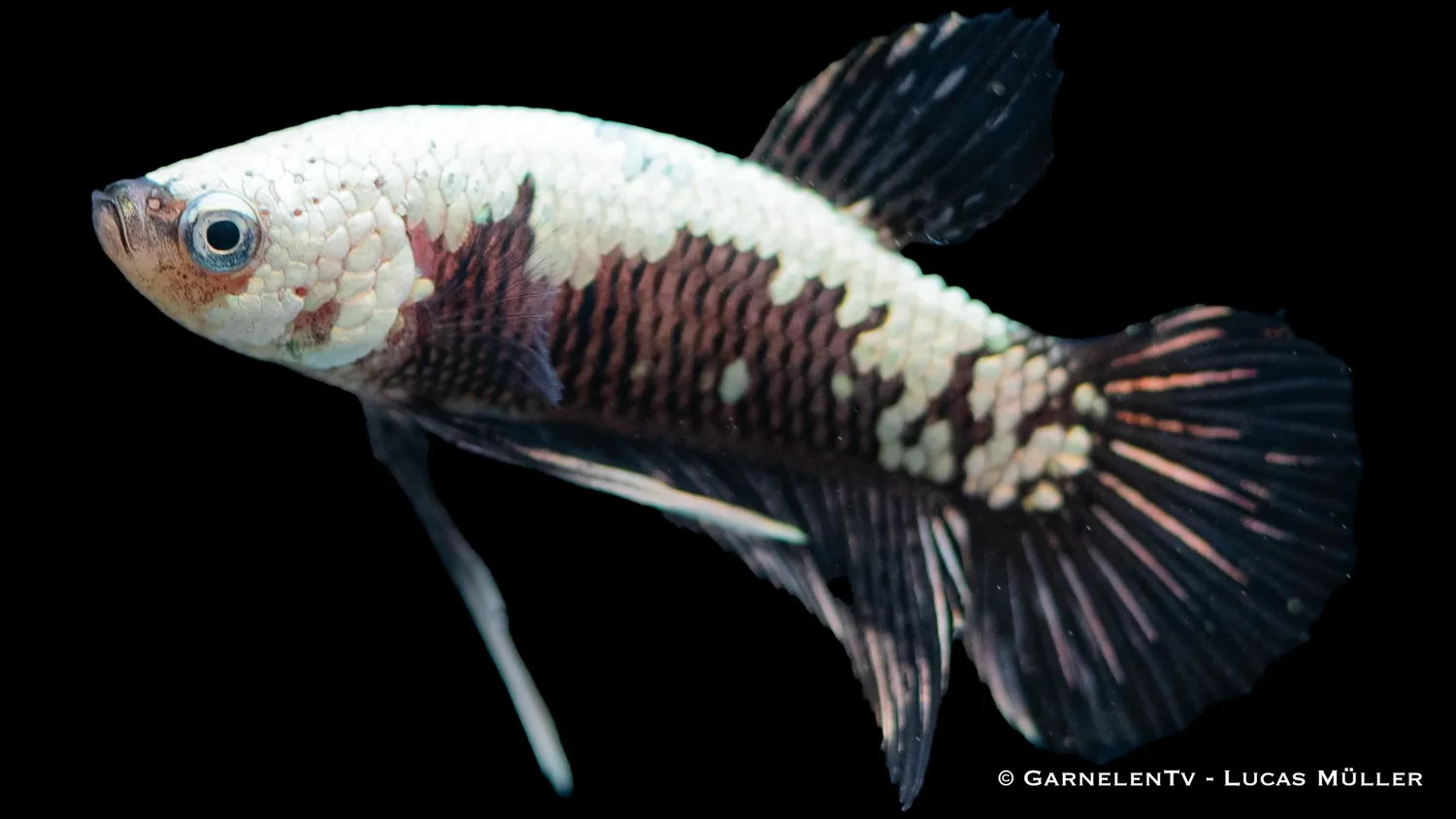 Garnelen TV Betta splendens Black Samurai Plakat kampfisk hane