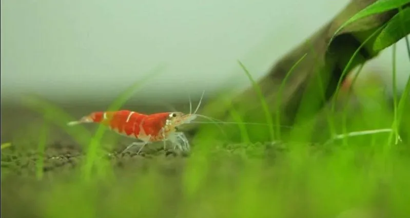 Caridina Logemanni Super Crystal Red dvärgräka röd