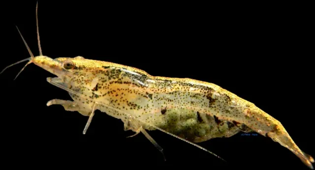 Näsets Ciklidhobby Neocaridina black algae akvarieräka 1–1,5 cm