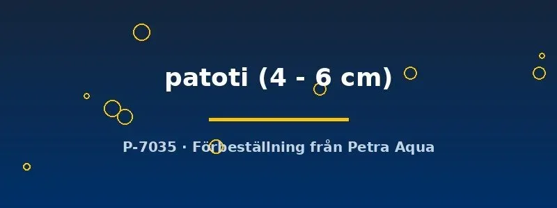 Näsets Ciklidhobby Betta patoti akvariefisk 4–6 cm