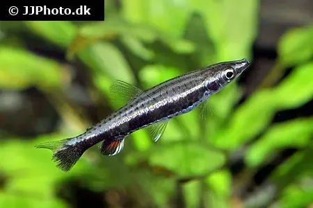 Näsets Ciklidhobby Brun pennfisk Nannostomus eques 2,5–3 cm