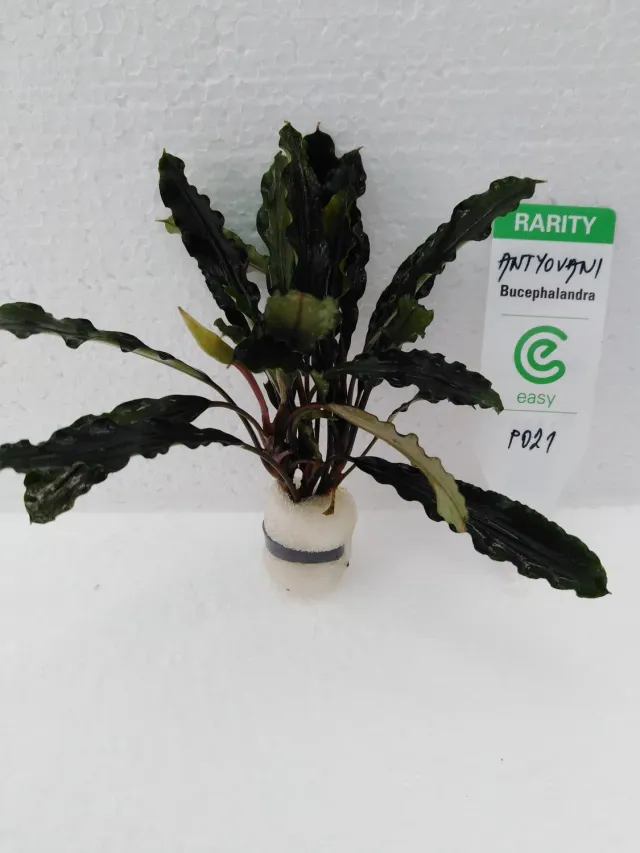 Näsets Ciklidhobby Bucephalandra antyovani växt Easy8