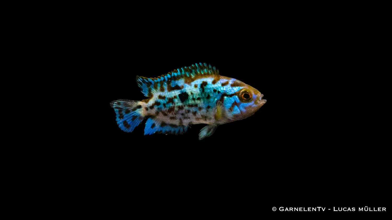 Garnelen TV Rocio octofasciata Blue Dempsey akvariefisk 15 cm