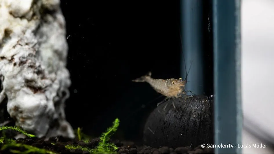 Garnelen TV Malawa räka Caridina pareparensis