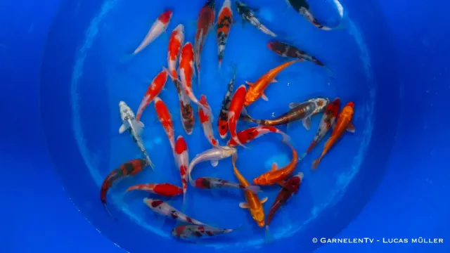 Garnelen TV Miyako Japan koi 12-15 cm dammfisk