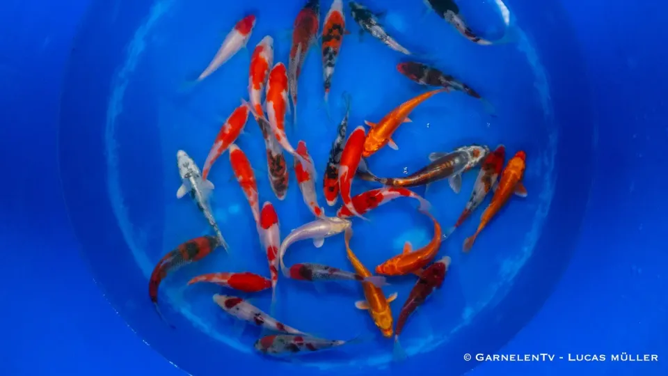 Garnelen TV Miyako Japan koi 12-15 cm dammfisk