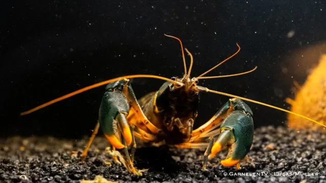 Garnelen TV Cherax snowden kräfta Orange Tip 80L