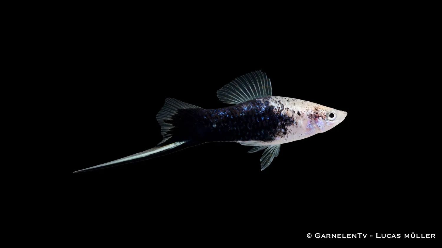 Xiphophorus helleri Gold Tuxedo svärdfisk levande guldsvart